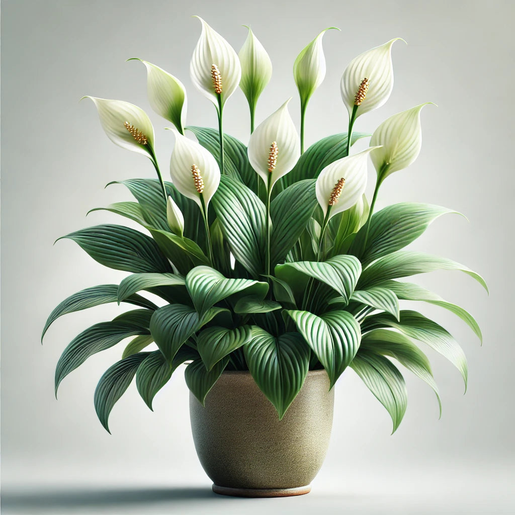 Tranquil Peace Lily