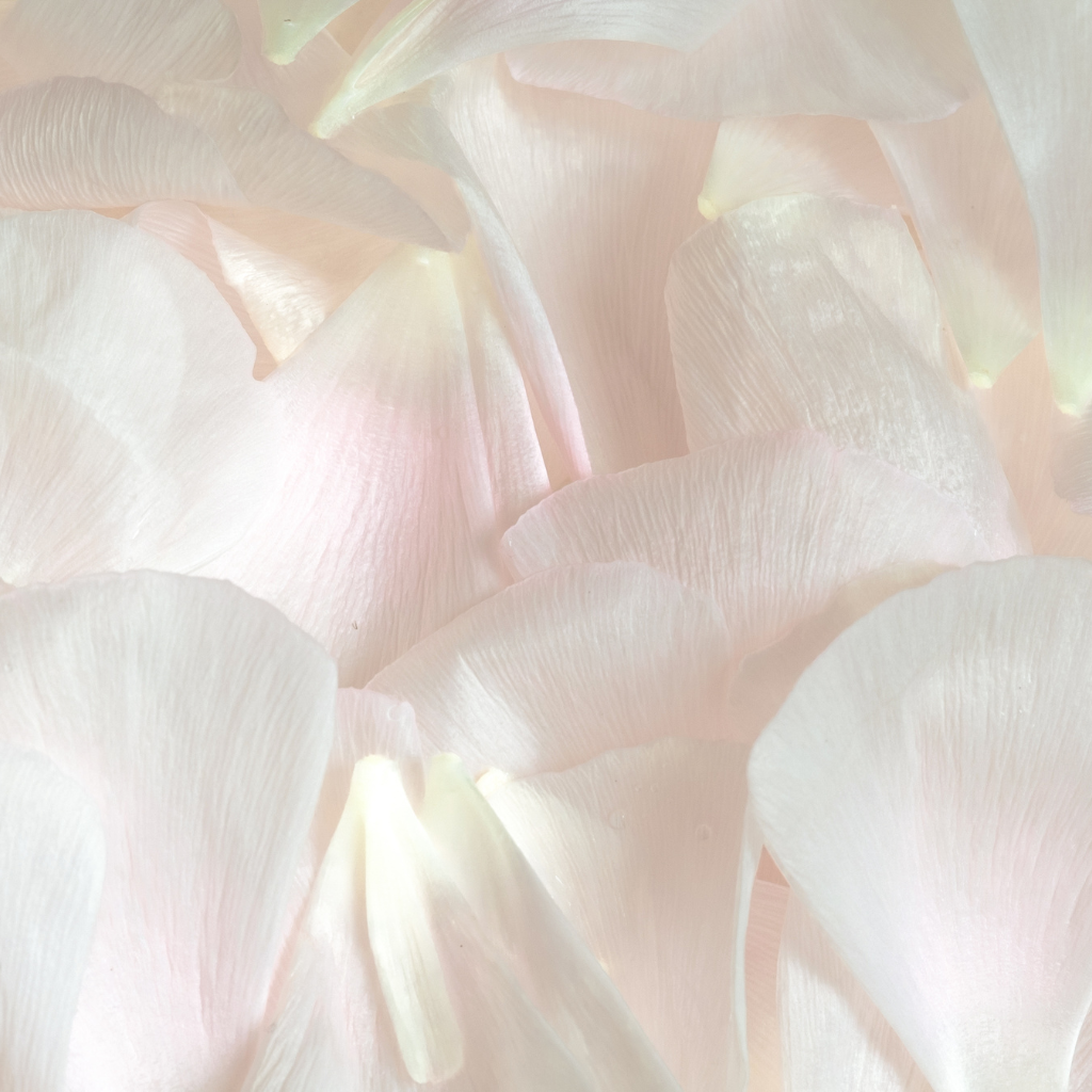 Elegant Ivory Rose Petals