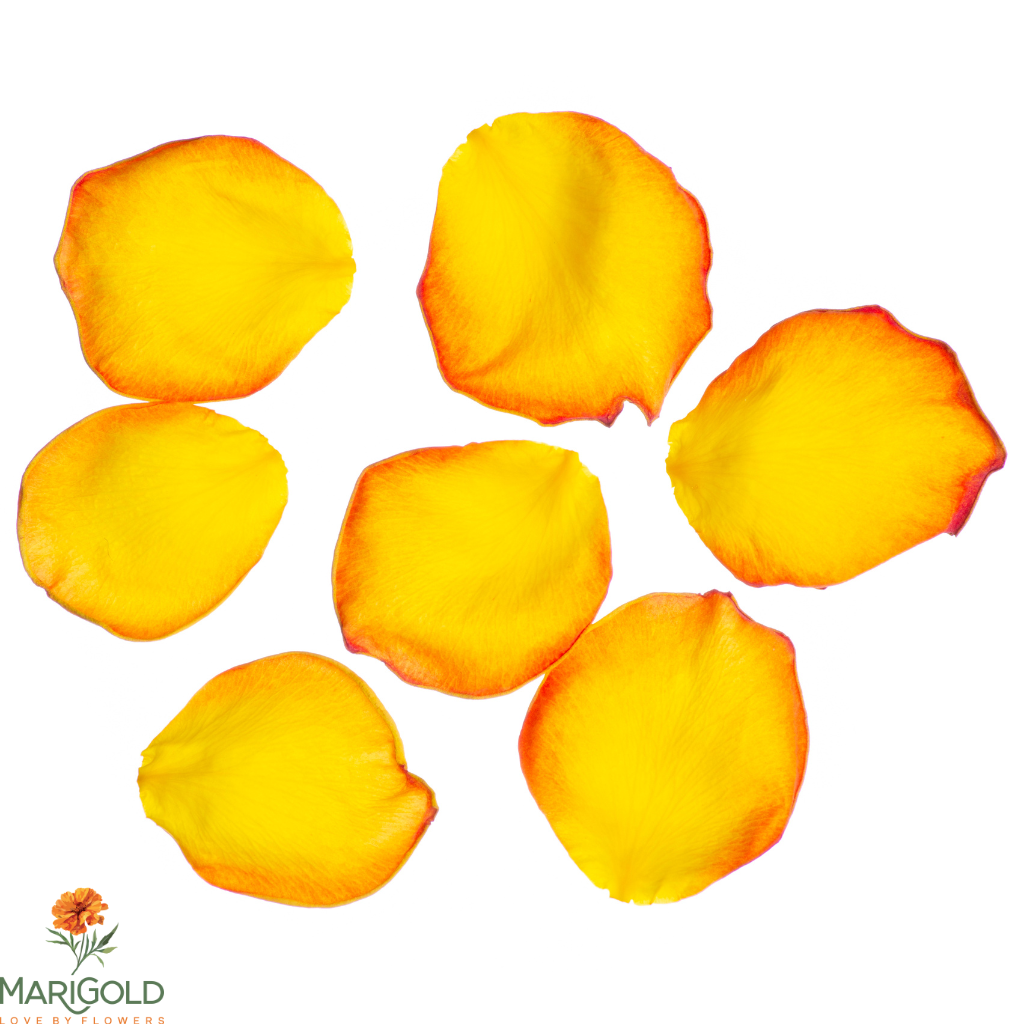 Golden Yellow Rose Petals
